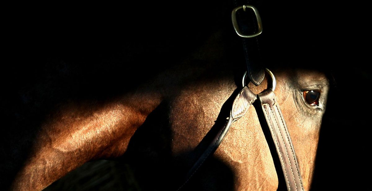 Horse Eye